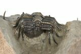 Spiny Cyphaspides Ammari Trilobite - Rare Species #189979-3